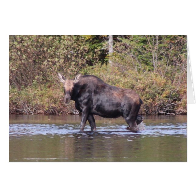 Maine Cow Moose (Vorderseite (Horizontal))