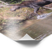 Maine Cow Moose Fotodruck (Ecke)