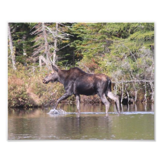 Maine Cow Moose Fotodruck (Vorne)