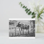 Maine-Elch Postkarte (Stehend Vorderseite)