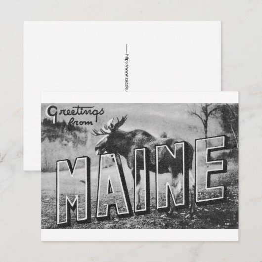 Maine-Elch Postkarte (Vorne/Hinten)