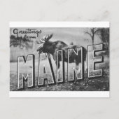 Maine-Elch Postkarte (Vorderseite)
