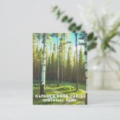 *~* Maine Forest Birch Evergreens AP49 Postkarte (Stehend Vorderseite)