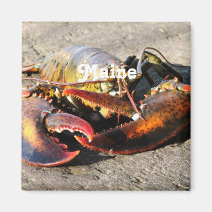 Maine-Hummer Magnet
