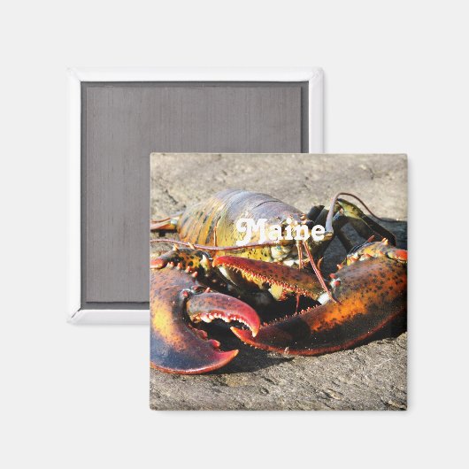 Maine Lobster Magnet (Vorderseite/Rückseite)