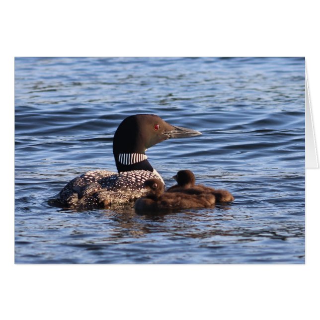 Maine Loon mit Babykarte (Vorderseite (Horizontal))