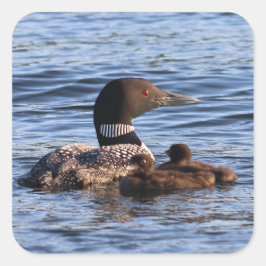 Maine Loon Stickers