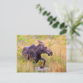 Maine Moose Postkarte (Stehend Vorderseite)