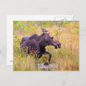 Maine Moose Postkarte (Vorne/Hinten)