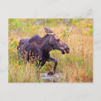 Maine Moose Postkarte