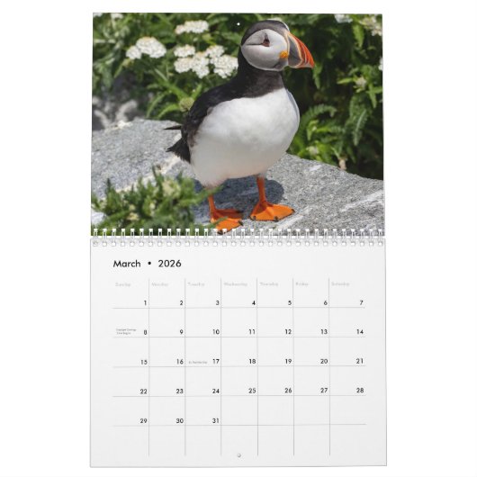 Maine’s Atlantic Puffins: Coasting Into 2026  Kalender (Mär 2026)