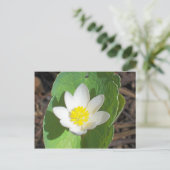 Maine Spring Postkarte (Stehend Vorderseite)