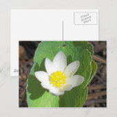 Maine Spring Postkarte (Vorne/Hinten)