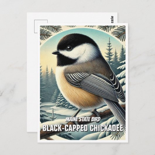 Maine Staat Bird Black Capped Chickadee Postkarte (Vorne/Hinten)