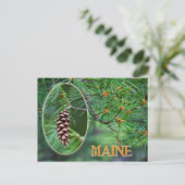 Maine Staat Blume: White Pine Cone und Tassel Postkarte (Stehend Vorderseite)