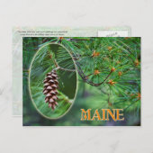 Maine Staat Blume: White Pine Cone und Tassel Postkarte (Vorne/Hinten)