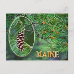 Maine Staat Blume: White Pine Cone und Tassel Postkarte