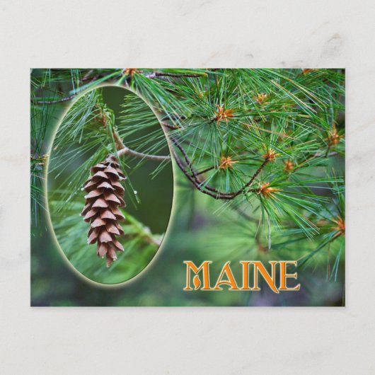 Maine Staat Blume: White Pine Cone und Tassel Postkarte (Vorderseite)