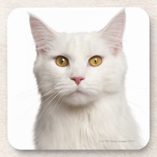 Maine-Waschbär (8 Monate alte) 2 Untersetzer (Vorderseite)