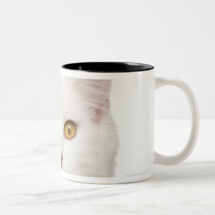 Maine-Waschbär (8 Monate alte) 2 Zweifarbige Tasse