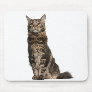 Maine-Waschbär (8 Monate alte) Mousepad