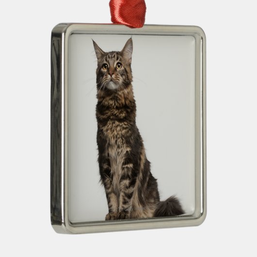 Maine-Waschbär (8 Monate alte) Ornament Aus Metall (Rechts)