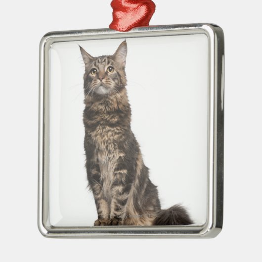 Maine-Waschbär (8 Monate alte) Ornament Aus Metall (Links)