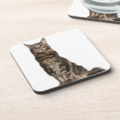 Maine-Waschbär (8 Monate alte) Untersetzer (Linke Seite)