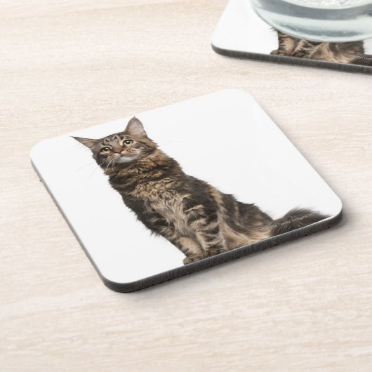 Maine-Waschbär (8 Monate alte) Untersetzer (Linke Seite)