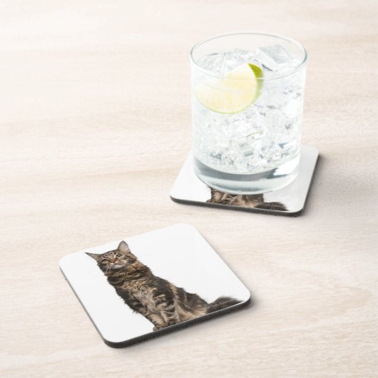 Maine-Waschbär (8 Monate alte) Untersetzer (Rechte Seite)