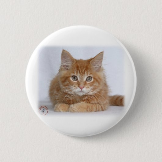 Maine-Waschbär-Kätzchen 9Y226D-373a Button (Vorderseite)