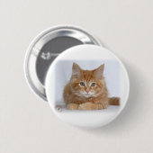 Maine-Waschbär-Kätzchen 9Y226D-373a Button (Vorne & Hinten)