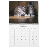 Maine-Waschbär-Kätzchen-Kalender Kalender (Mär 2027)