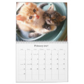 Maine-Waschbär-Kätzchen-Kalender Kalender (Feb 2027)