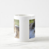 Maine-Waschbär-Katze Kaffeetasse (Mittel)