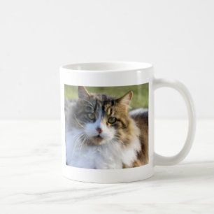 Maine-Waschbär-Katze Kaffeetasse