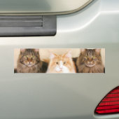 Maine-Waschbär Katzen-Autoaufkleber Autoaufkleber (Auf Auto)