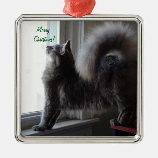 Maine-Waschbär-Katzen-Foto Silbernes Ornament (Vorne)