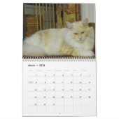 Maine-Waschbär-Katzen Kalender (Mär 2026)