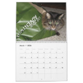 Maine-Waschbär-Katzen-Kalender Kalender (Mär 2026)