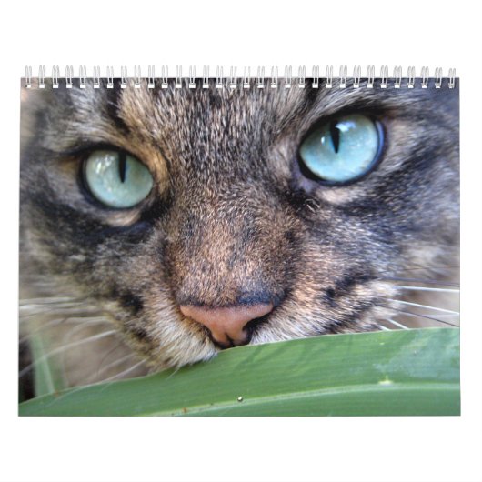 Maine-Waschbär-Katzen-Kalender Kalender (Titelbild)
