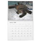 Maine-Waschbär-Katzen-Kalender Kalender (Jan 2027)