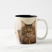Maine-Waschbär Katzen-Tassen