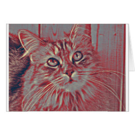 Maine-Waschbärkatze