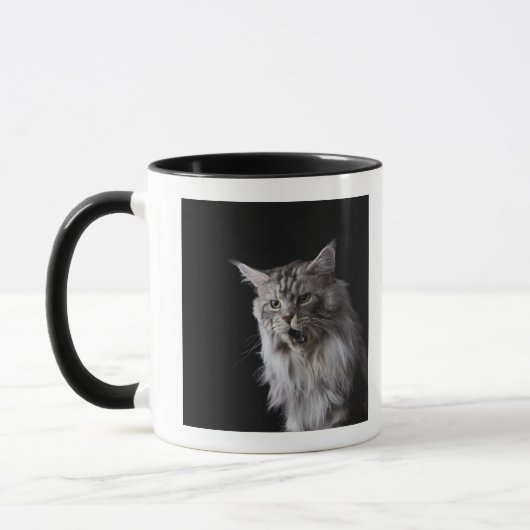 Maine-Waschbärkatze 2 Tasse (Links)
