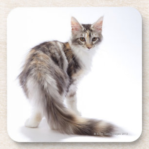 Maine-Waschbärkatze Getränkeuntersetzer