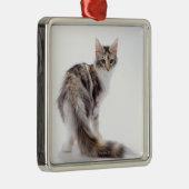 Maine-Waschbärkatze Silbernes Ornament (Rechts)
