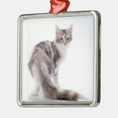 Maine-Waschbärkatze Silbernes Ornament (Links)