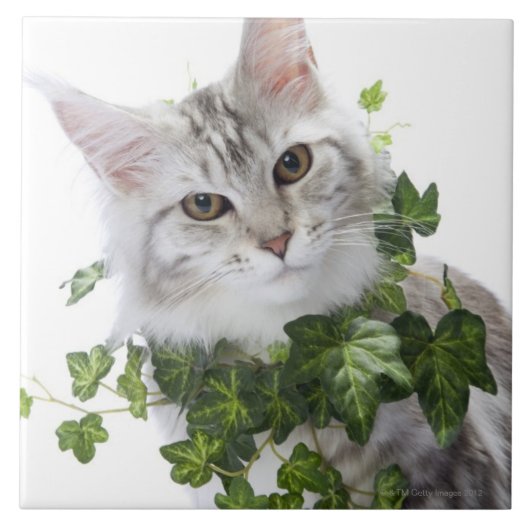 Maine-Waschbärkatze und Verzierung des Efeus Fliese (Vorderseite)