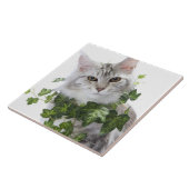 Maine-Waschbärkatze und Verzierung des Efeus Fliese (Seite)